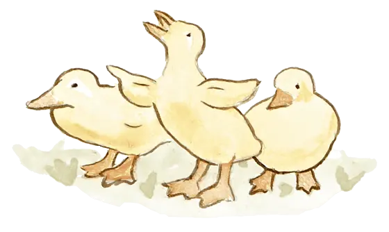 ducks illustration on transparent background